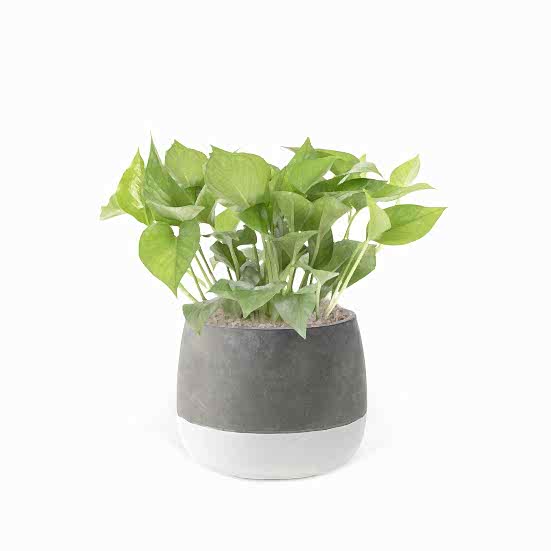 Jade Pothos - Medio Plants