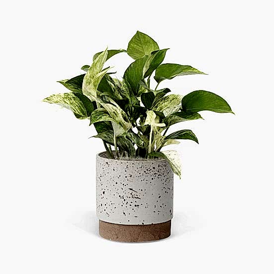 Marble Queen Pothos - Medio Plants