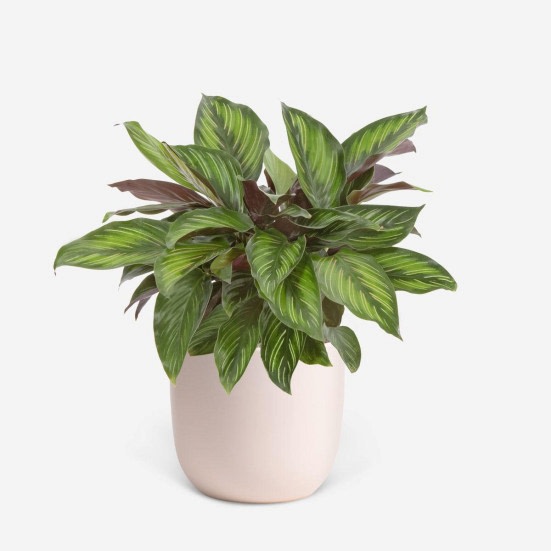 Calathea Beauty Star - Medio Plants