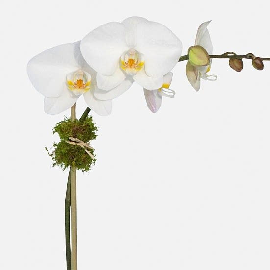 Classic 1-stem Phalaenopsis in Ceramic Business Gifting