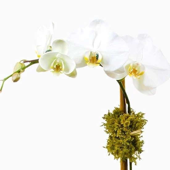 Classic 2-Stem Phalaenopsis in Ceramic Housewarming