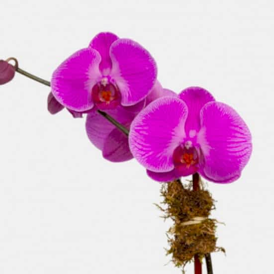 1-Stem Purple Phalaenopsis in Glass Pet Friendly Plants