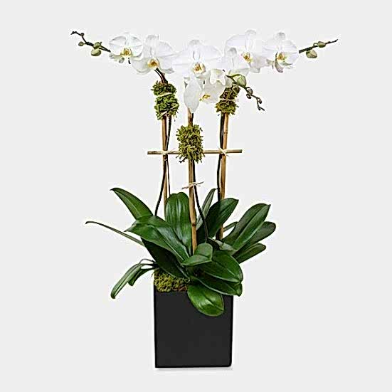 Classic 3-Stem Phalaenopsis in Ceramic Housewarming