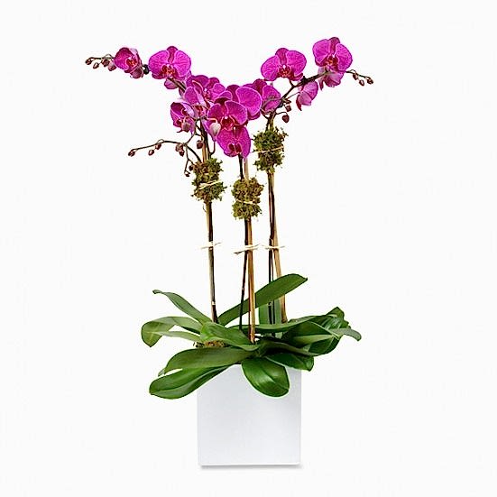 3-Stem Purple Phalaenopsis in Ceramic Business Gifting