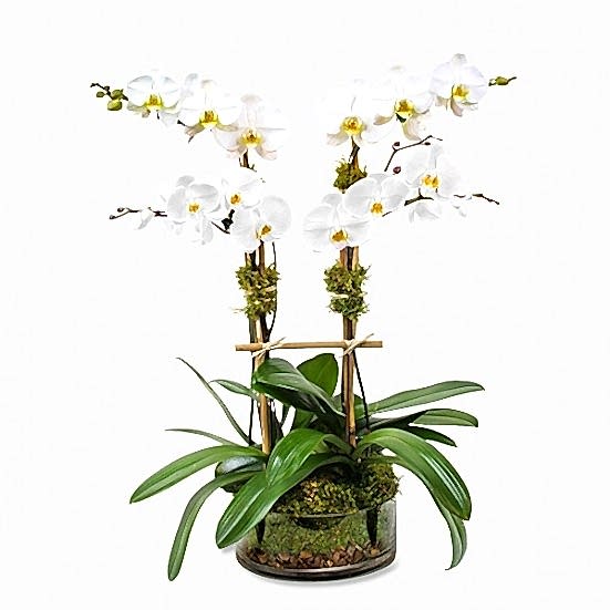 4-Stem Phalaenopsis in Glass Thank You