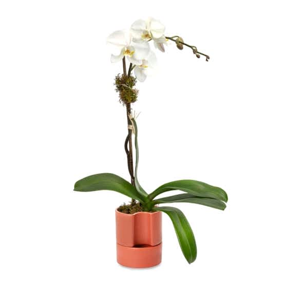 White Orchid Plant - Single Plants
