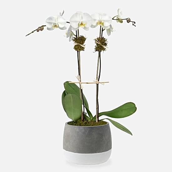 White Orchid Plant - Double Housewarming