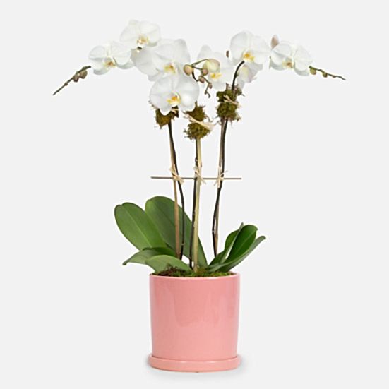 White Orchid Plant - Triple Plants