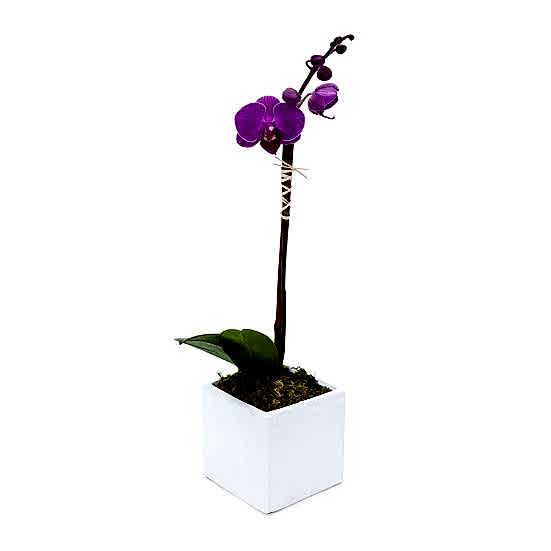 Mini Purple Phalaenopsis in Cube Plants