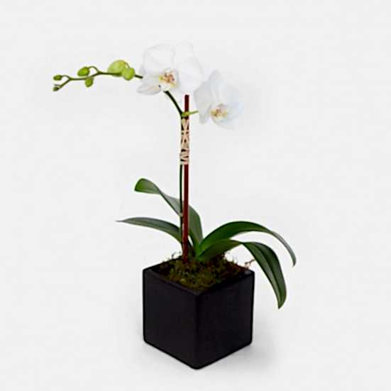 Mini White Phalaenopsis in Cube Orchid Plants