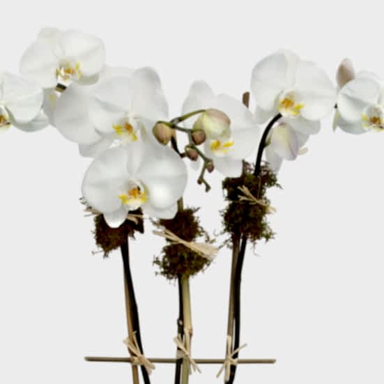 3-Stem White Phalaenopsis + Apotheke Diffuser I'm Sorry