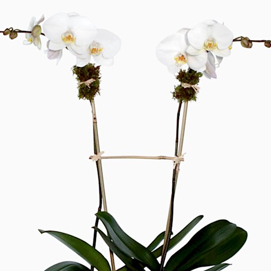 Simply White Orchids Housewarming
