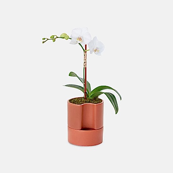 Mini White Phalaenopsis Orchid  Plants