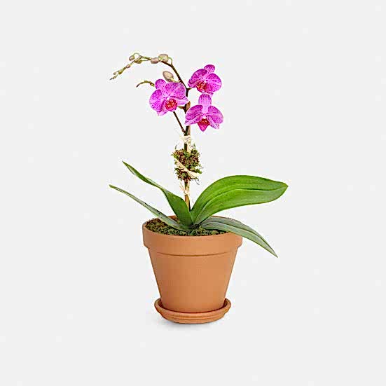 Mini Purple Phalaenopsis Orchid  Plants