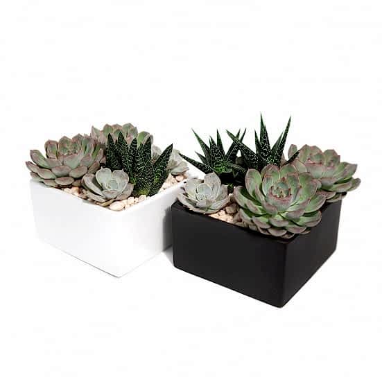 Desert Safari Cacti & Succulents