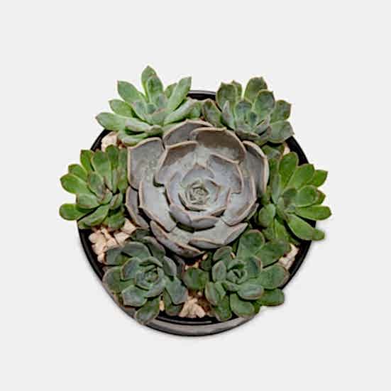 Succulent Dish Cacti & Succulents