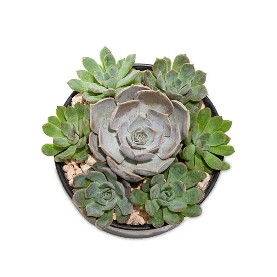 Succulent Dish + Apotheke Bundle Housewarming