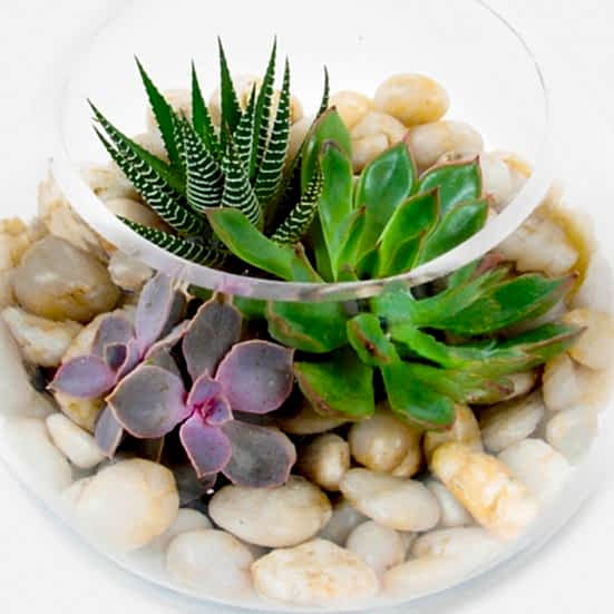 Succulent Bowl Cacti & Succulents