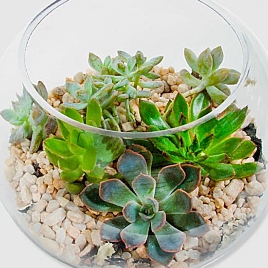 Desert Stars Cacti & Succulents