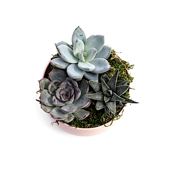 Succulent Garden Trio - Pink Cacti & Succulents