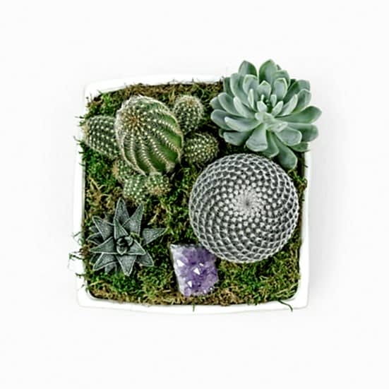 Verge Crystal Cactus Garden Cacti & Succulents