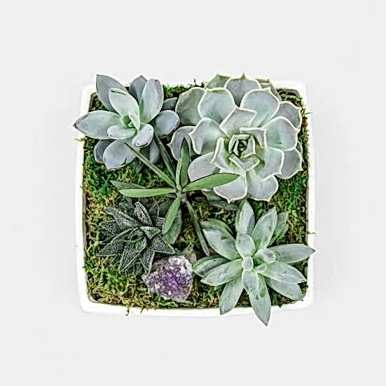 Verge Crystal Succulent Garden Cacti & Succulents