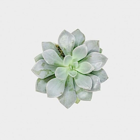 Mini Mateo Succulent Cacti & Succulents