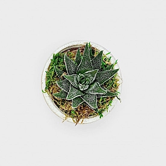 Mini Mateo Haworthia Plants