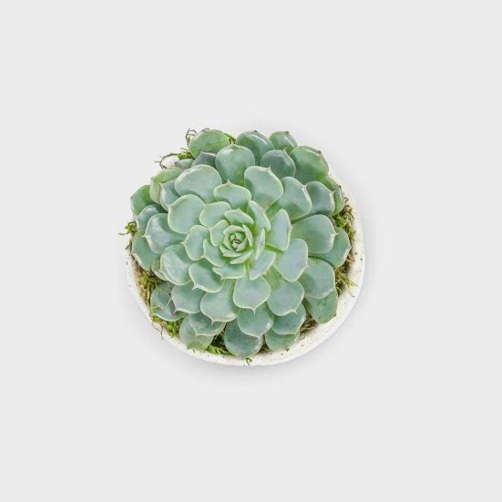 Echeveria in Mini Mateo Pot Cacti & Succulents