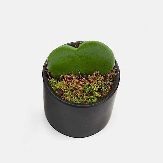 Sweetheart Plant Cacti & Succulents