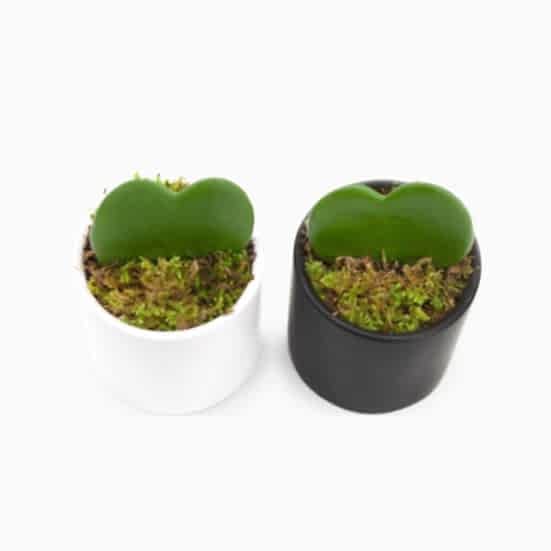 Sweetheart Plant Set Cacti & Succulents