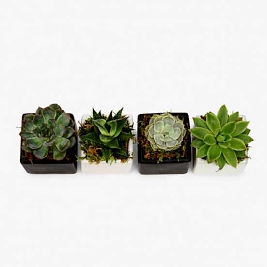 Four of a Kind Mini Succulents Cacti & Succulents