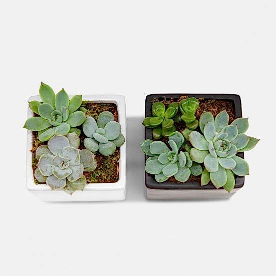 Succulent Garden Duo Housewarming