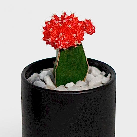 Moon Cactus - Red Cacti & Succulents