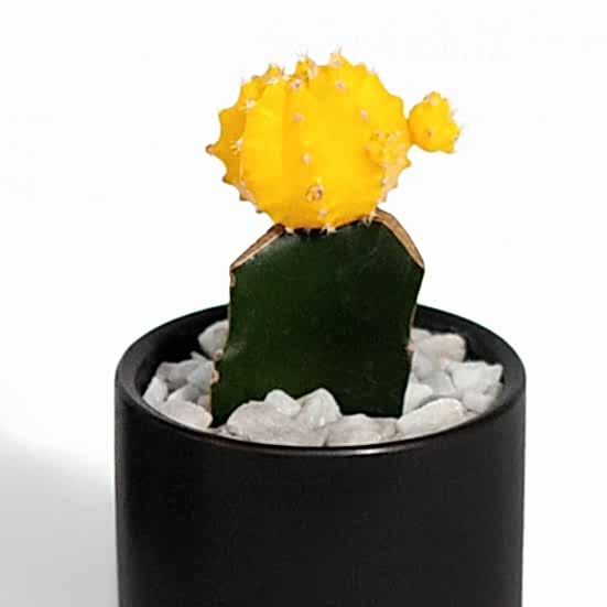 Moon Cactus - Yellow Cacti & Succulents