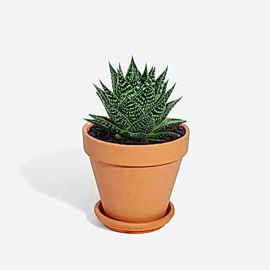 Gasteria Durban - Piccolo Cacti & Succulents