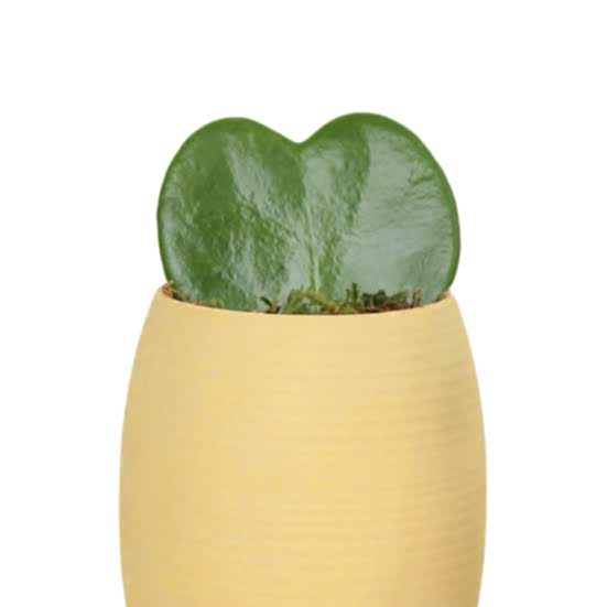 Sweetheart Plant - Yellow Cacti & Succulents