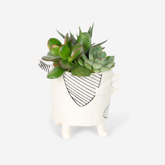 Chappy Succulent Garden Cacti & Succulents