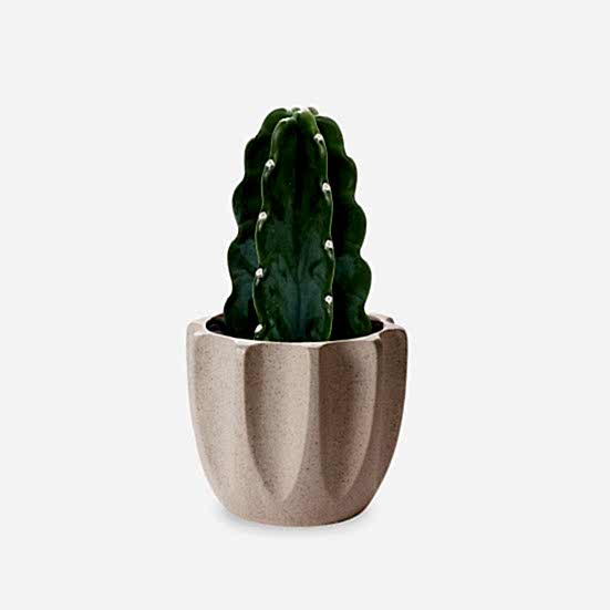 Cuddly Cactus - Piccolo Plants