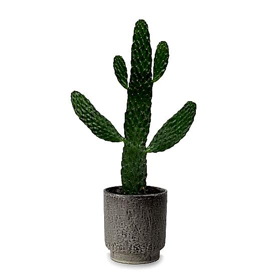 Cowboy Cactus - Piccolo Plants