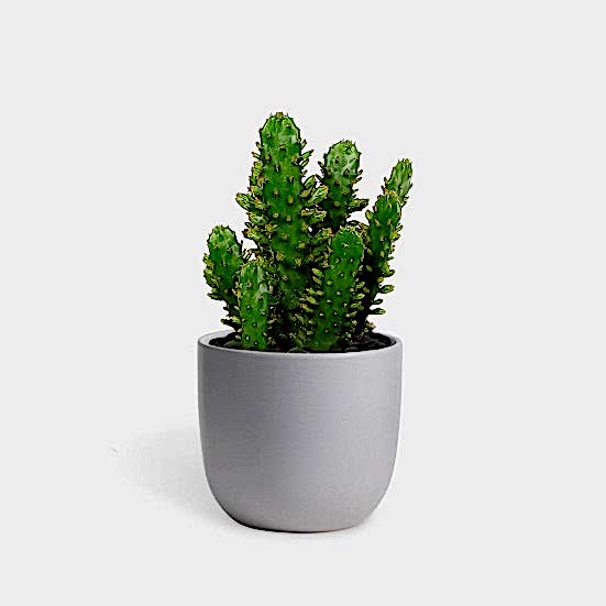 Drooping Prickly Pear Cactus - Piccolo Plants