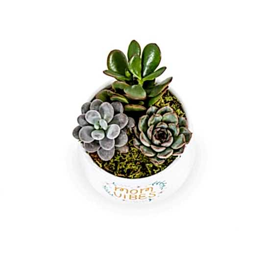 Mom Vibes Succulent Garden Plants