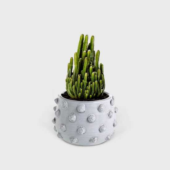 Fairy Castle Cactus - Piccolo Plants