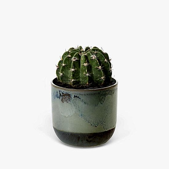 Sand Dollar Cactus - Piccolo Plants