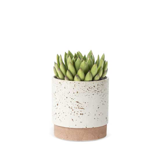 Echeveria Mira - Piccolo Plants