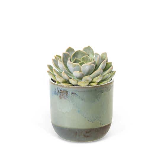 Echeveria Orion - Piccolo Plants