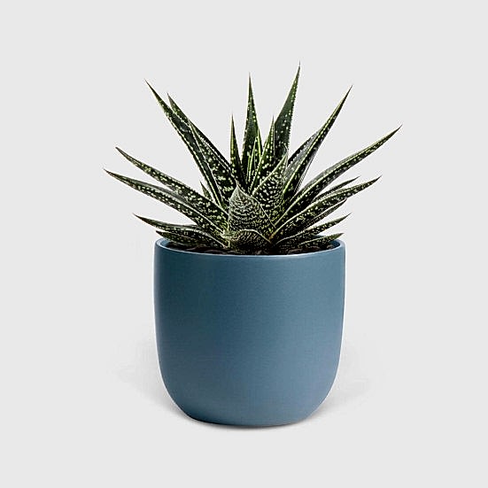 Gasteria Kyaka - Piccolo Plants