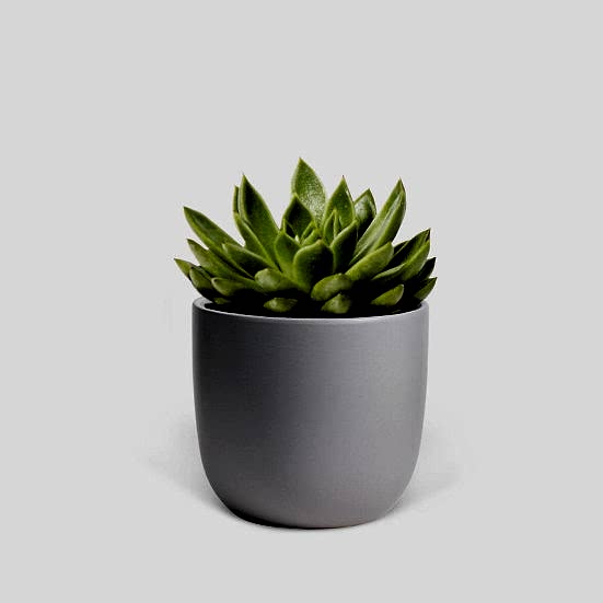 Echeveria Agavoides - Piccolo Plants