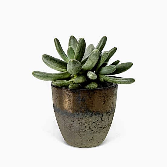 Moonstone Succulent - Piccolo Plants