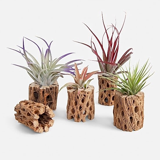 Cholla Wood Stand [pack of 2] Pottery